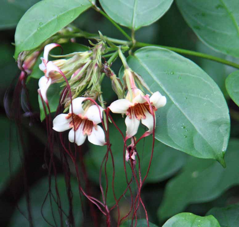 Strophanthus preussii