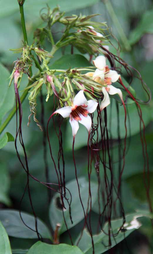 Strophanthus preussii