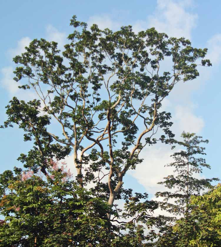 Hevea brasiliensis