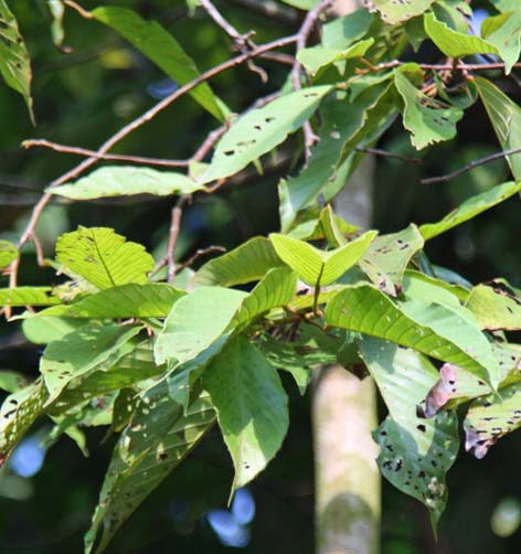 Dipterocarpus chartaceus