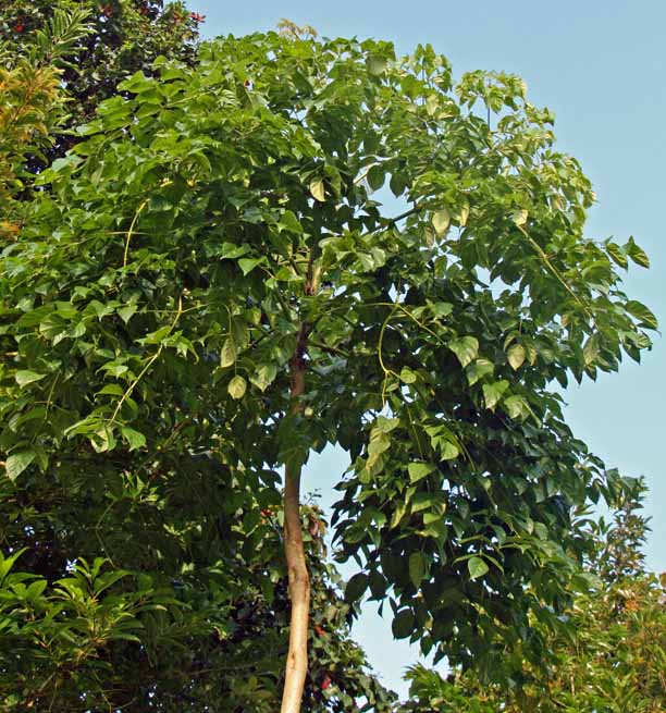 Oroxylum indicum