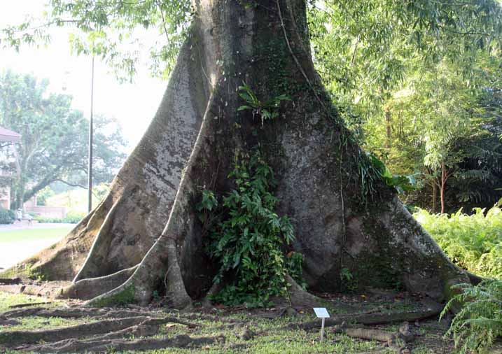 Ceiba pentandra var. caribaea