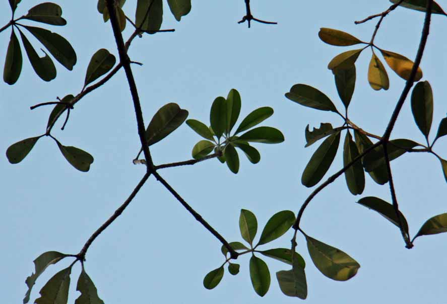 Allamanda angustiloba