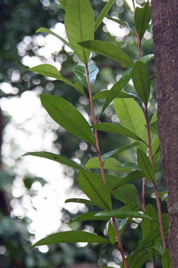 Pouteria obovata