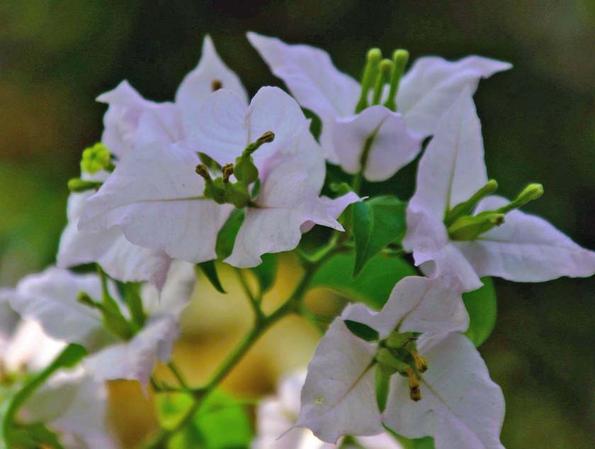 Bougainvillea