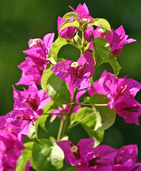 Bougainvillea grabra