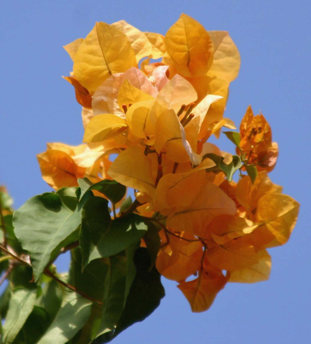 Bougainvillea