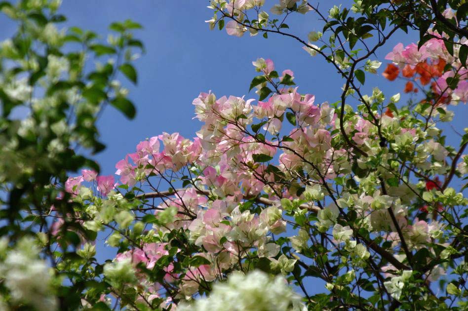 Bougainvillea