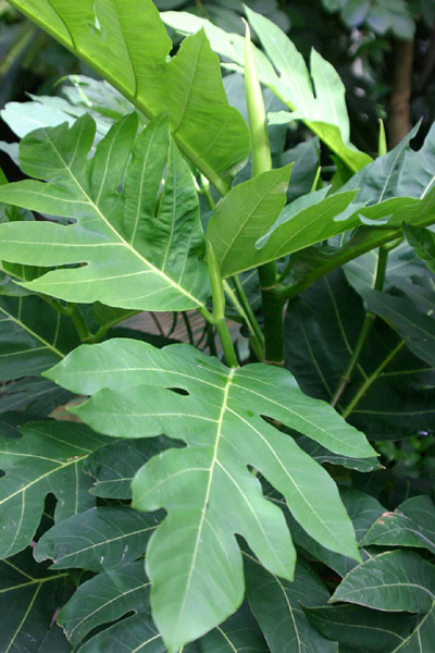 Artocarpus communis