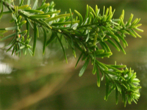 Podocarpus andinus