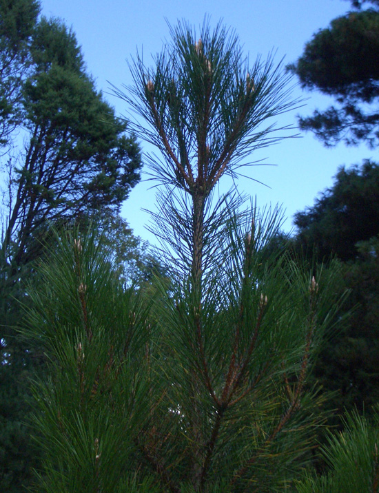 Pinus tabulaeformis