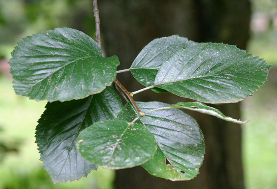 Sorbus devoniensis