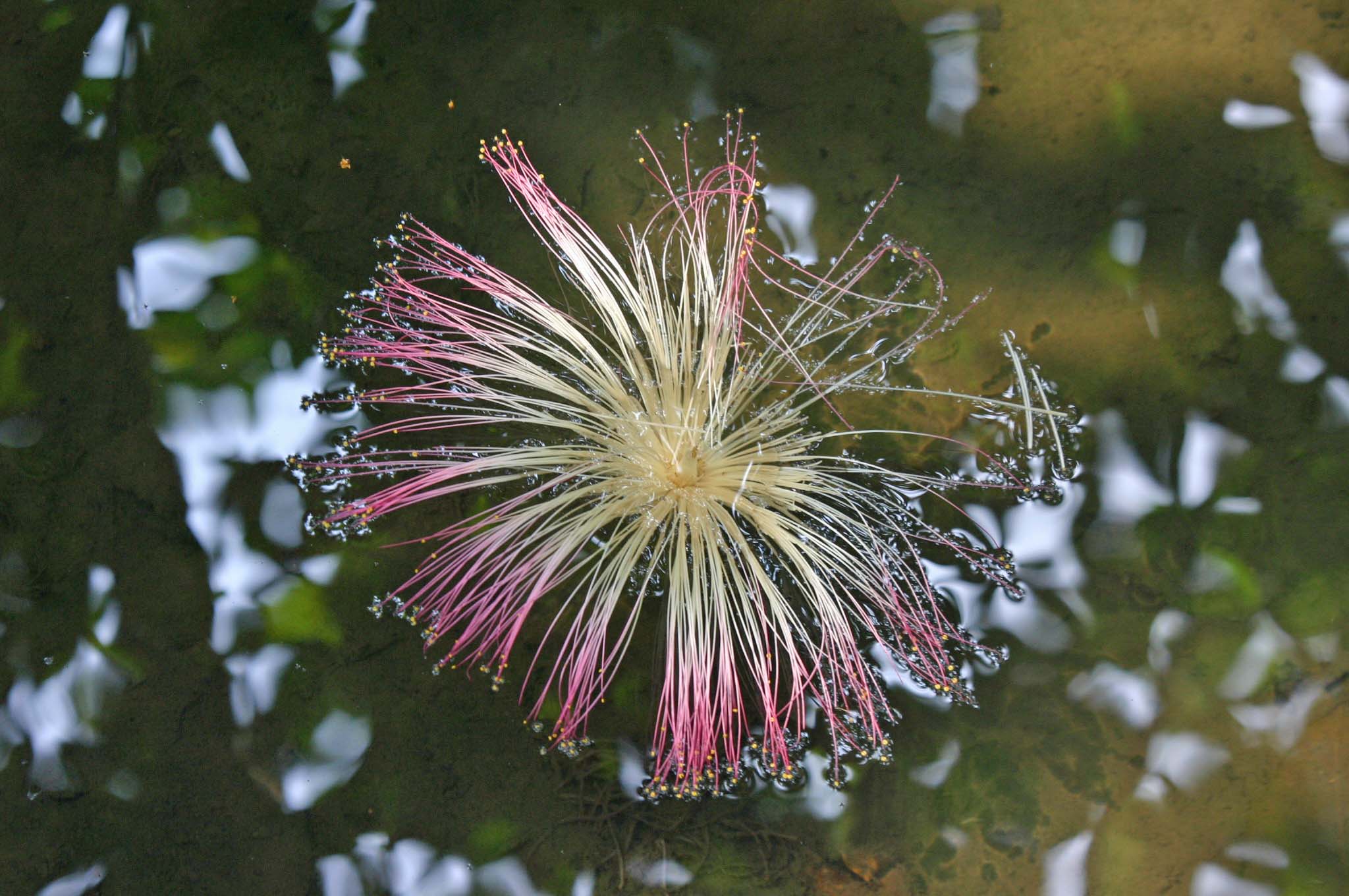 Barringtonia acutangula